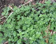 Oregano.webp