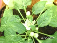 Alma Paprika.webp