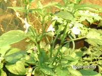 gelbe Chili.webp
