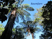Baumfarn v.webp