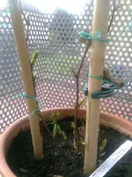 Wuweizi-Schisandra Chinensis.webp
