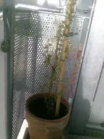 Gojibeere.webp
