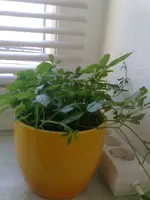 Jiaogulan1..webp