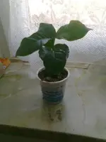 Mein Kaffeebaum.webp