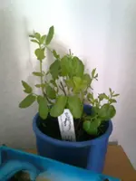Spearmint.webp
