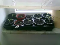 Tomate Balkonzauber.webp