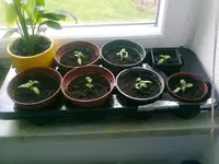 Tomate Balkonzauber2.webp
