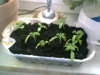 TomatenZauber.webp