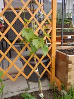 DSC01236.webp