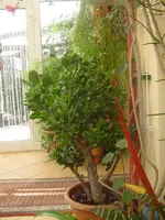 tomaten neu 319.webp