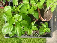 tomaten neu 322.webp