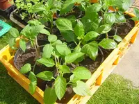 tomaten neu 320.webp
