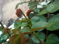 DSC_0629.webp