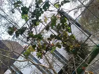 DSC_0636.webp