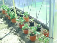 GWH links.webp