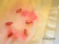 Moneto.webp