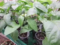 K1600_IMG_0012.webp