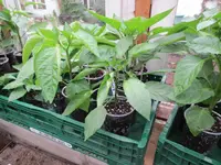 K1600_IMG_0013.webp