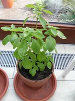 SAM_0685.webp