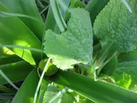 Allium (2).webp
