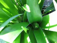 Allium.webp