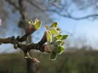 Apfel.webp