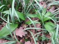 Bärlauch.webp