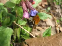 Bienchen.webp