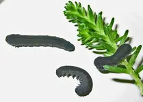 Raupen.webp