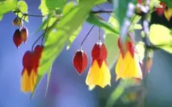 abutilon_1.webp