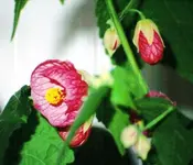 Abutilon_2.webp