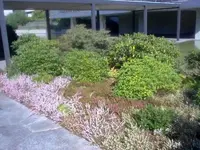 azalee und rhodo eth.webp