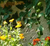 ©tigrelle unreif am stock.webp