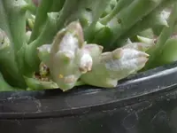 Garten 234.webp