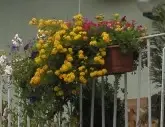 P9020011 klein.webp