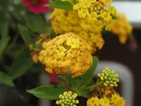P9020035 kl.webp
