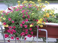 P9020024 klein3.webp