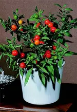 solanum%20pseudocapiscum.webp