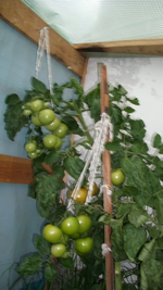Tomaten.webp