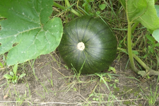 Kürbis oder Melone1.webp