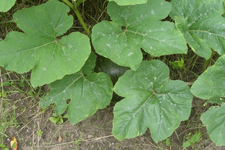 Kürbis oder Melone2.webp