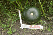 Kürbis oder Melone3.webp