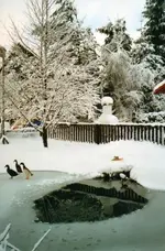 Teichwinter0001.webp