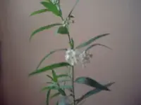 Australienblume 017.webp