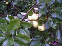 grahamms jubiläum.webp