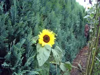 PIC_0002.webp