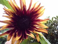 PIC_0003.webp