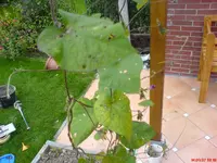DSC00497.webp