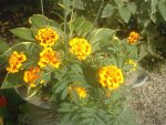 Tagetes 007.jpg