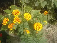 Tagetes 007.webp